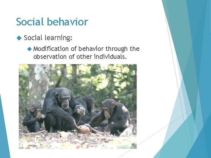 Social behavior Social learning: Modification of behavior through the observation of other individuals. 