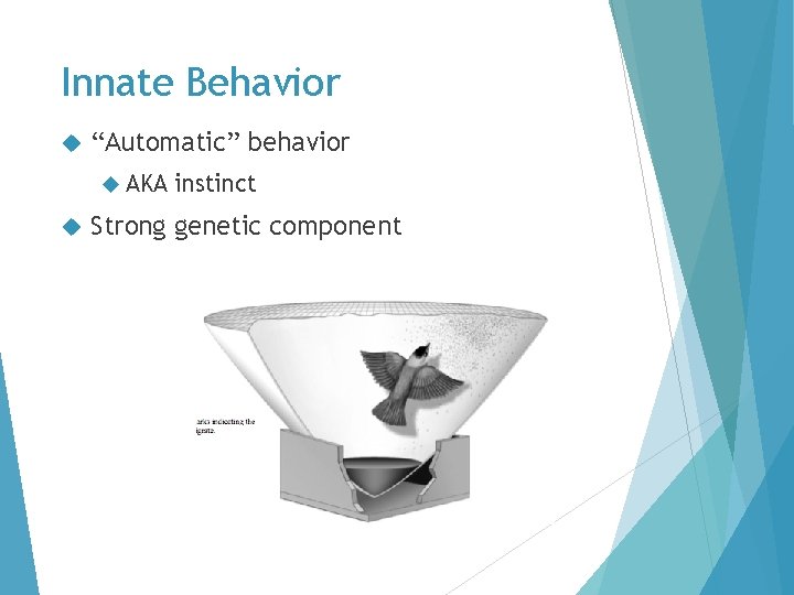 Innate Behavior “Automatic” behavior AKA instinct Strong genetic component Innate Behavior “Automatic” behavior AKA instinct Strong genetic component