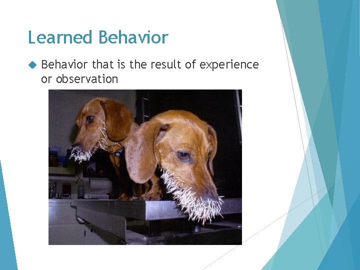 Learned Behavior that is the result of experience or observation Learned Behavior that is the result of experience or observation