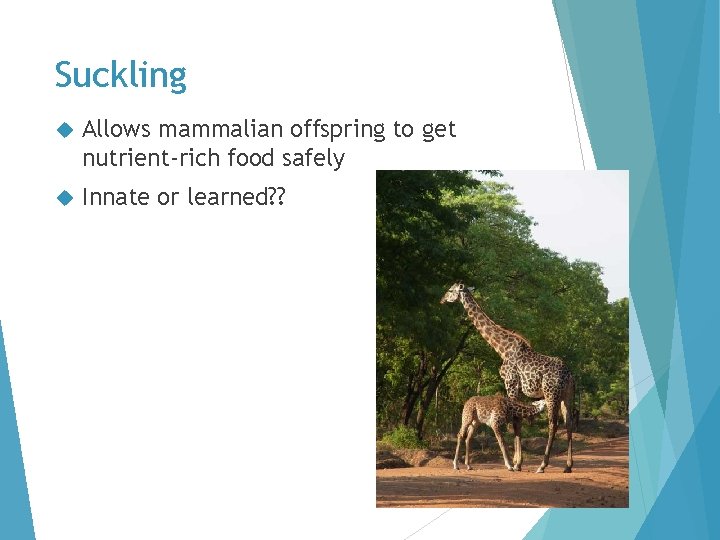 Suckling Allows mammalian offspring to get nutrient-rich food safely Innate or learned? ? Suckling Allows mammalian offspring to get nutrient-rich food safely Innate or learned? ?