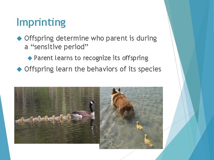 Imprinting Offspring determine who parent is during a “sensitive period” Parent learns to recognize