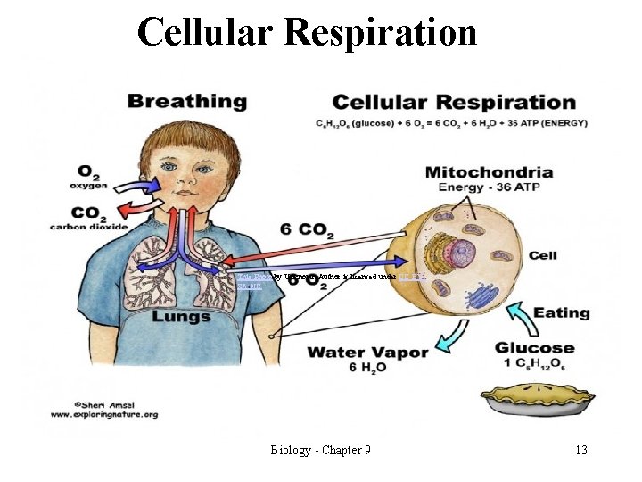 Cellular Respiration This Photo by Unknown Author is licensed under CC BYSA-NC Biology -