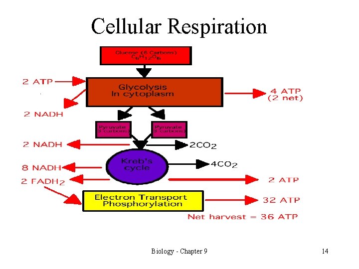 Cellular Respiration Biology - Chapter 9 14 