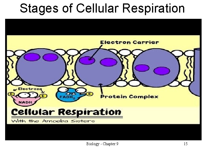 Stages of Cellular Respiration Biology - Chapter 9 15 