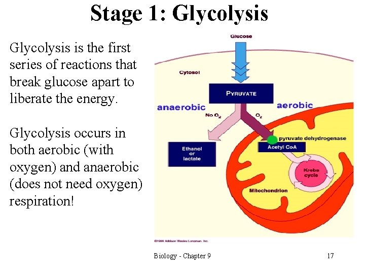 Stage 1: Glycolysis is the first series of reactions that break glucose apart to