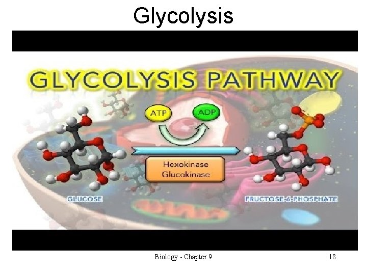 Glycolysis Biology - Chapter 9 18 