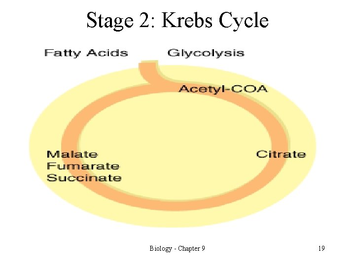 Stage 2: Krebs Cycle Biology - Chapter 9 19 