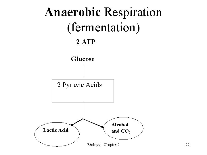 Anaerobic Respiration (fermentation) 2 ATP Glucose 2 Pyruvic Acids Lactic Acid Alcohol and CO