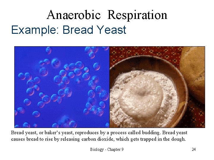 Anaerobic Respiration Example: Bread Yeast Bread yeast, or baker’s yeast, reproduces by a process
