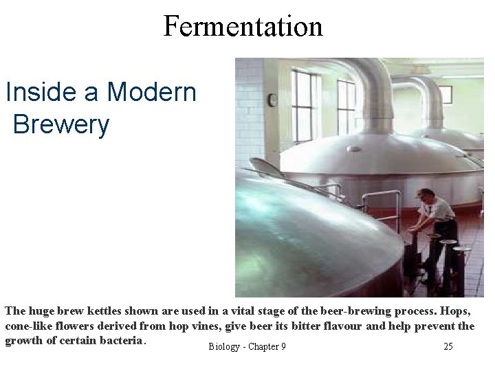 Fermentation Inside a Modern Brewery The huge brew kettles shown are used in a