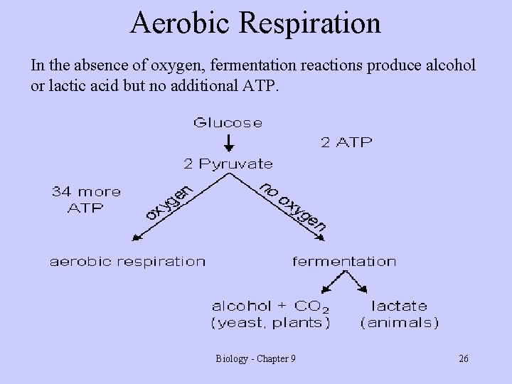 Aerobic Respiration In the absence of oxygen, fermentation reactions produce alcohol or lactic acid