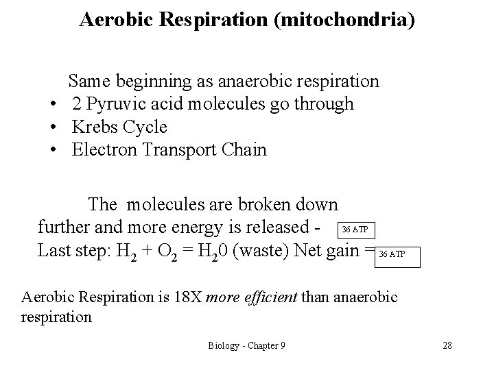 Aerobic Respiration (mitochondria) Same beginning as anaerobic respiration • 2 Pyruvic acid molecules go