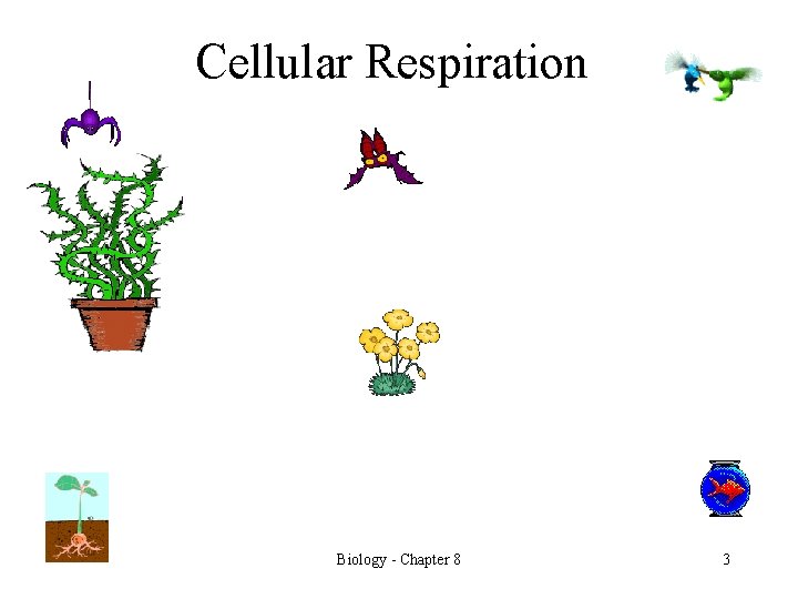 Cellular Respiration Biology - Chapter 8 3 