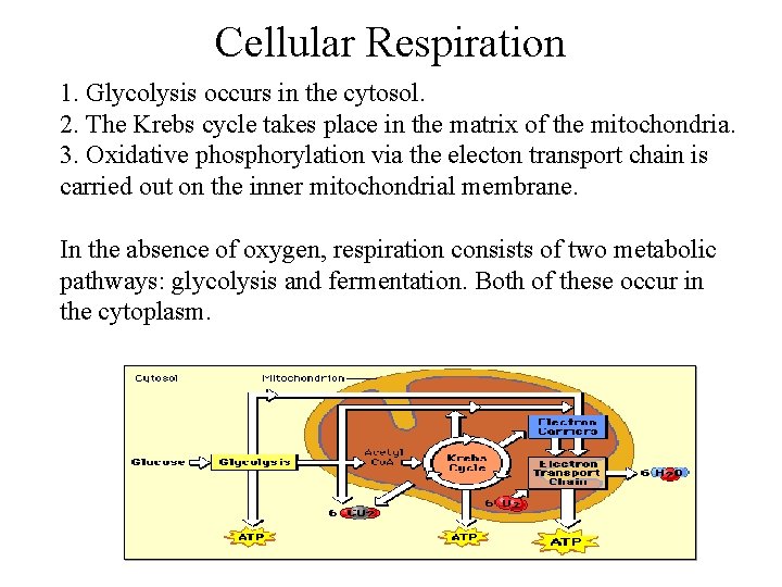 Cellular Respiration 1. Glycolysis occurs in the cytosol. 2. The Krebs cycle takes place