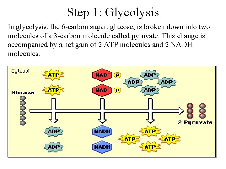 Step 1: Glycolysis In glycolysis, the 6 -carbon sugar, glucose, is broken down into