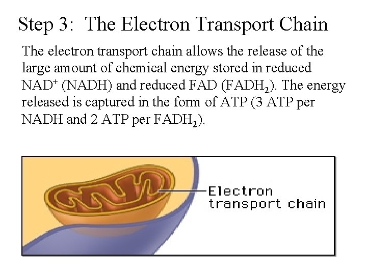 Step 3: The Electron Transport Chain The electron transport chain allows the release of