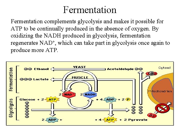 Fermentation complements glycolysis and makes it possible for ATP to be continually produced in