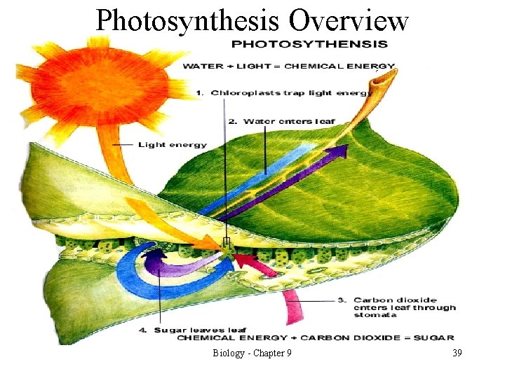 Photosynthesis Overview Biology - Chapter 9 39 