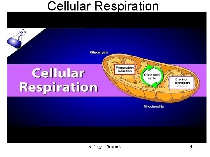 Cellular Respiration Biology - Chapter 9 4 