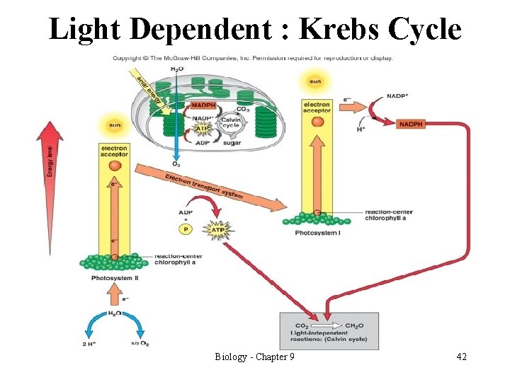 Light Dependent : Krebs Cycle Biology - Chapter 9 42 