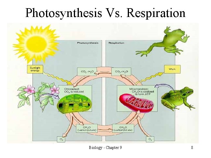 Photosynthesis Vs. Respiration Biology - Chapter 9 8 