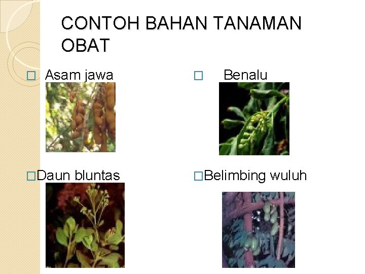 CONTOH BAHAN TANAMAN OBAT � Asam jawa �Daun bluntas � Benalu �Belimbing wuluh 