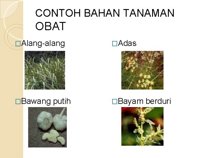 CONTOH BAHAN TANAMAN OBAT �Alang-alang �Adas �Bawang �Bayam putih berduri 