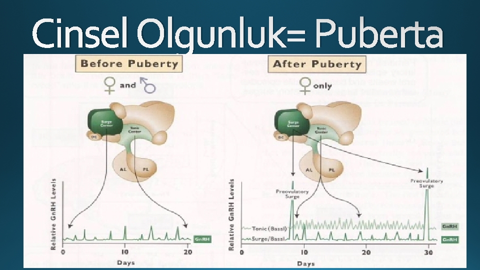 Cinsel Olgunluk= Puberta 