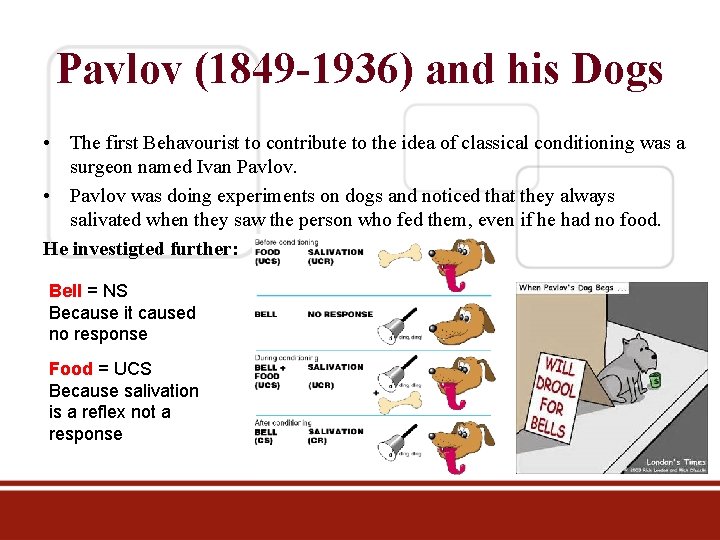 Pavlov (1849 -1936) and his Dogs • The first Behavourist to contribute to the