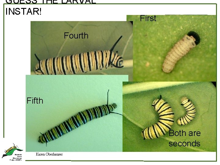 GUESS THE LARVAL INSTAR! First Fourth Fifth Both are seconds Karen Oberhauser 
