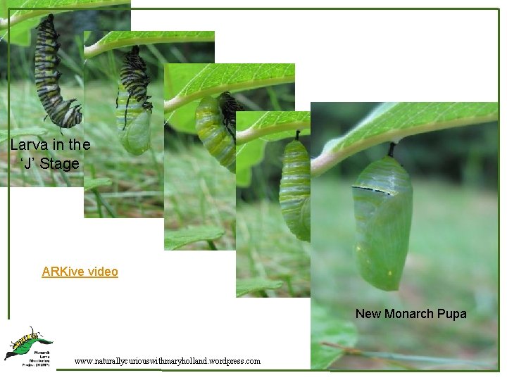 Larva in the ‘J’ Stage ARKive video New Monarch Pupa Lapsed Time: ~1 minute