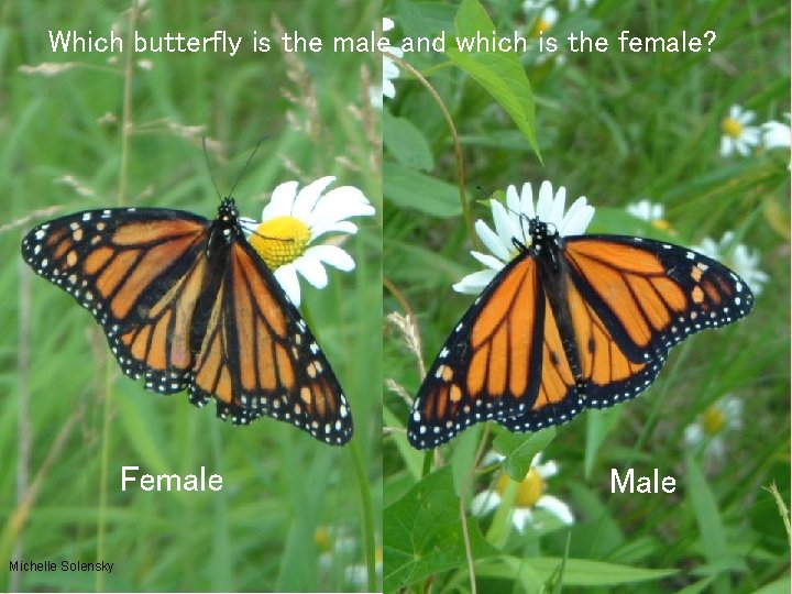 Which butterfly is the male and which is the female? Female Male 15 Michelle