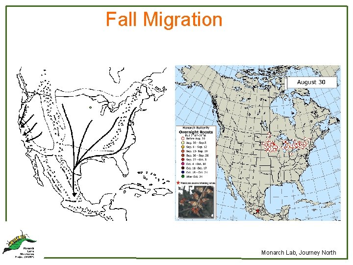 Fall Migration Monarch Lab, Journey North 