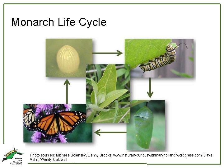 Monarch Life Cycle Photo sources: Michelle Solensky, Denny Brooks, www. naturallycuriouswithmaryholland. wordpress. com, Dave