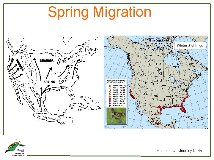 Spring Migration Monarch Lab, Journey North 