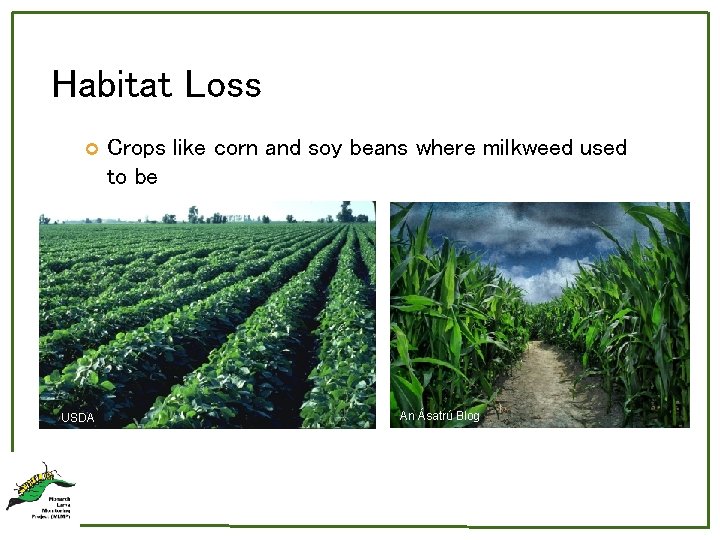 Habitat Loss USDA Crops like corn and soy beans where milkweed used to be