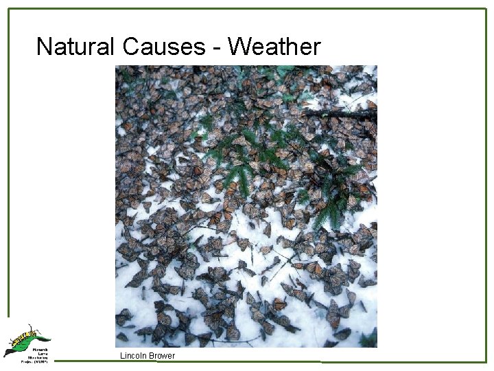 Natural Causes - Weather 29 Lincoln Brower 