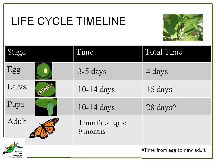 LIFE CYCLE TIMELINE Wendy Caldwell Stage Time Total Time Egg 3 -5 days 4