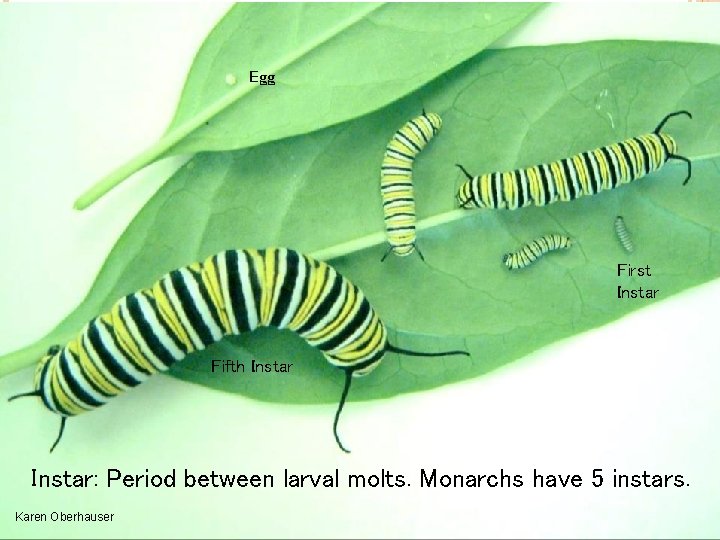Egg First Instar Fifth Instar 5 Instar: Period between larval molts. Monarchs have 5