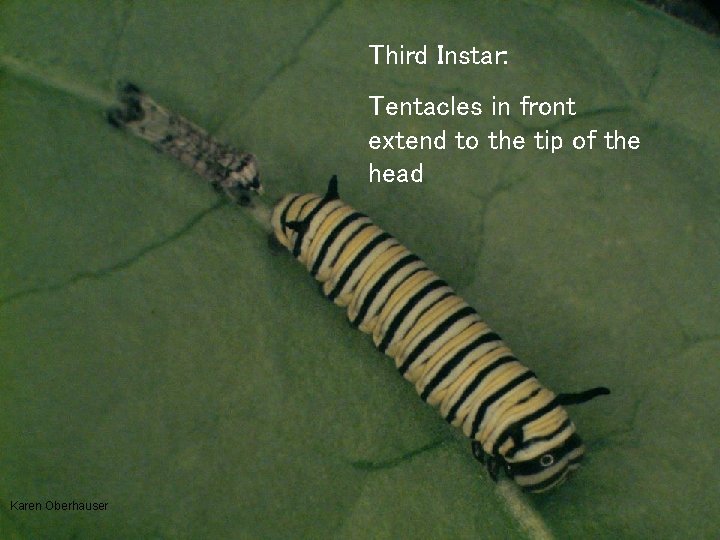 Third Instar: Tentacles in front extend to the tip of the head 9 Karen