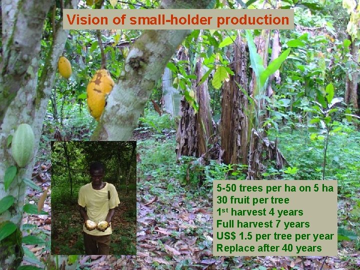 Vision of small-holder production 5 -50 trees per ha on 5 ha 30 fruit