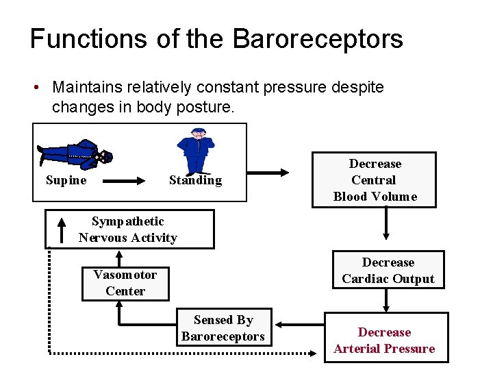 Functions of the Baroreceptors • Maintains relatively constant pressure despite changes in body posture.