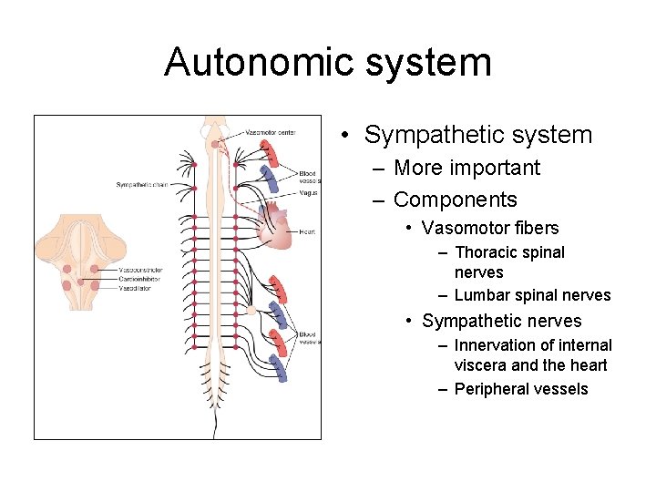 Autonomic system • Sympathetic system – More important – Components • Vasomotor fibers –