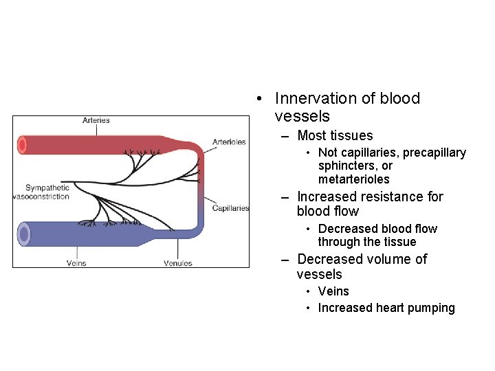  • Innervation of blood vessels – Most tissues • Not capillaries, precapillary sphincters,