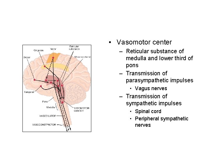  • Vasomotor center – Reticular substance of medulla and lower third of pons