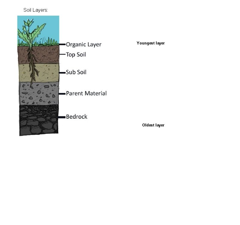 Soil Layers: Youngest layer Oldest layer 
