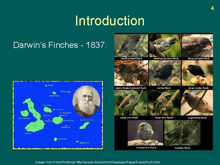 4 Introduction Darwin’s Finches - 1837: Images from Robert Rothman http: //people. rit. edu/rhrsbi/Galapagos.