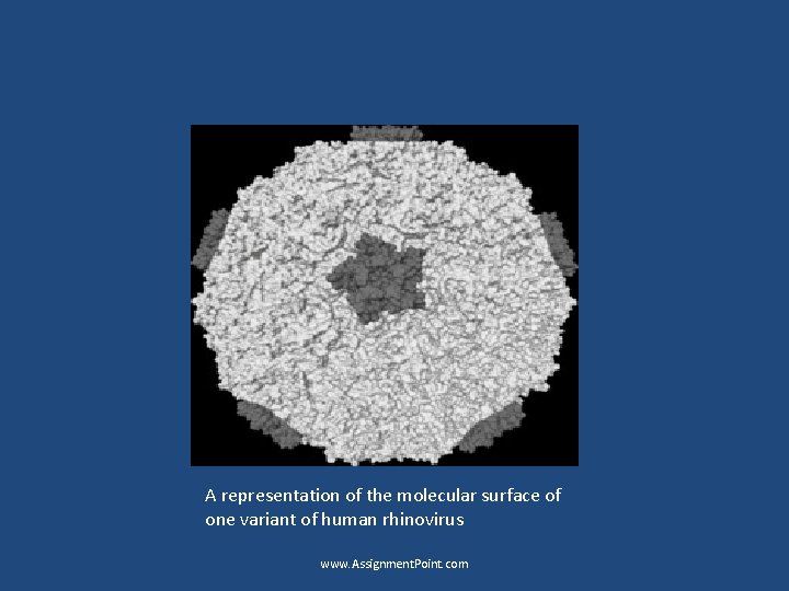 A representation of the molecular surface of one variant of human rhinovirus www. Assignment.
