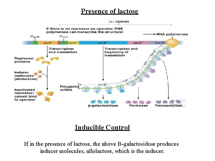 Presence of lactose Inducible Control If in the presence of lactose, the above B-galactosidose