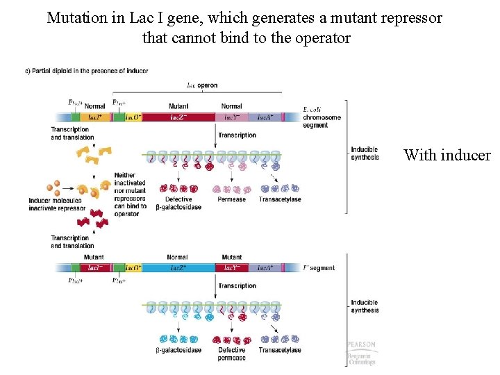 Mutation in Lac I gene, which generates a mutant repressor that cannot bind to